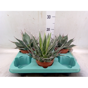 Agave   ...