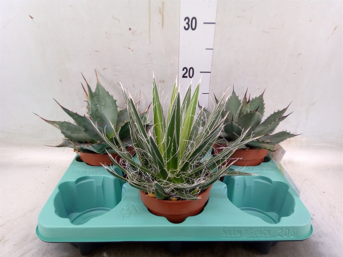 <h4>Agave   ...</h4>