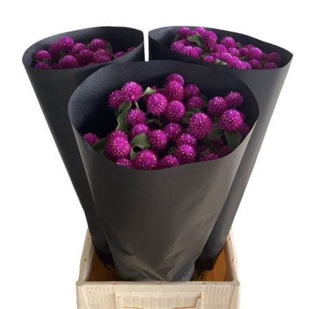<h4>Gomphrena Gl Paars</h4>