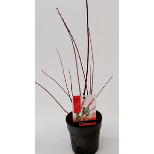 Salix Flamingo bush p12