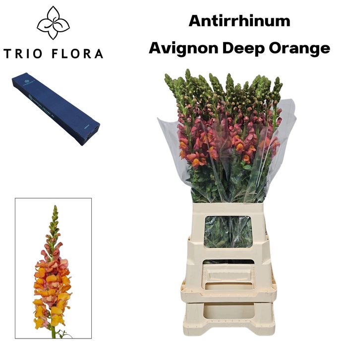 <h4>ANTIR AVIGNON D ORAN Small Box 20</h4>