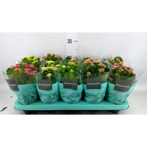 Kalanchoe blos.   ..rosebud mix  5