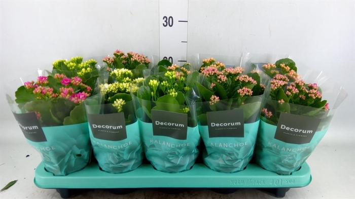 <h4>Kalanchoe blos.   ..rosebud mix  5</h4>