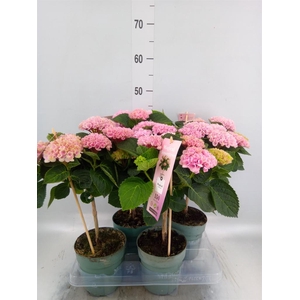Hydrangea mac. 'Magical Revolution'