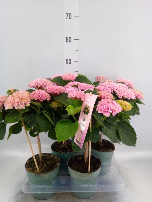 <h4>Hydrangea mac. 'Magical Revolution'</h4>