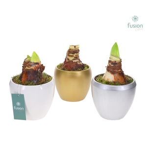 Keramiek pot met Amaryllis