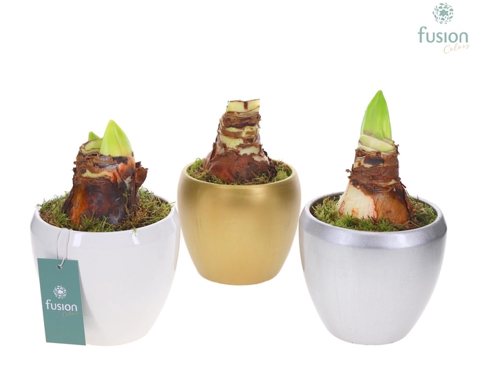 <h4>Keramiek pot met Amaryllis</h4>