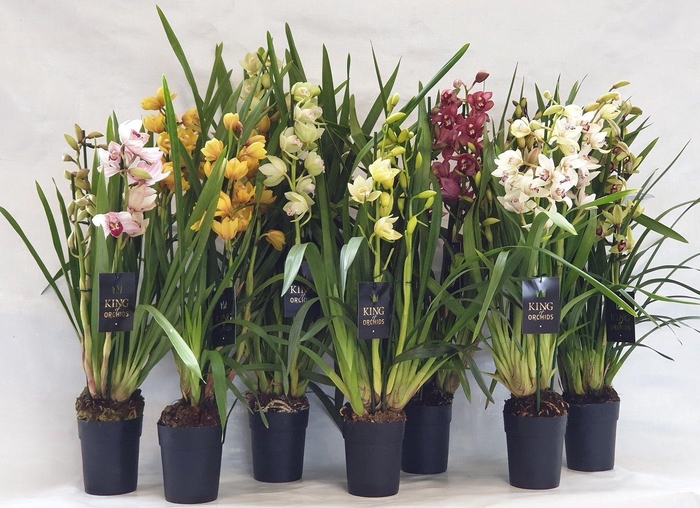 <h4>KINGofORCHIDS 3/4 tak 4 kleuren MIX</h4>