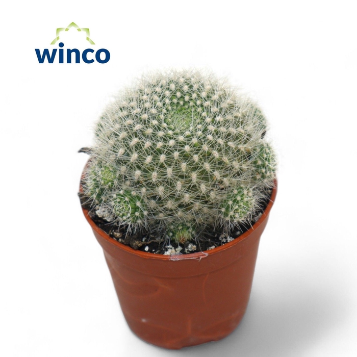 <h4>Notocactus Scopa</h4>