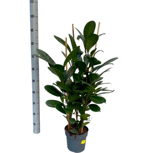 FICUS CYATHISTIPULA