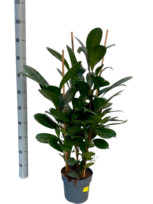 <h4>FICUS CYATHISTIPULA</h4>