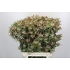 Leucadendron Ayoba Star Pearl