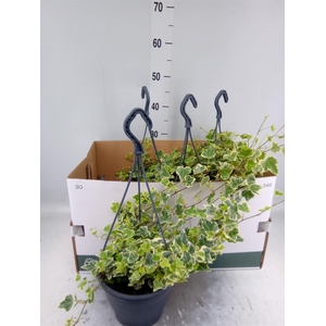 Hedera helix 'White Wonder'