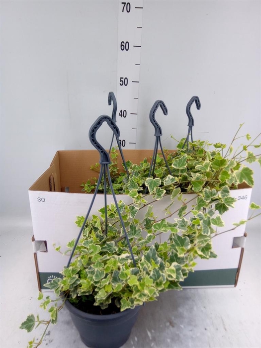 <h4>Hedera helix 'White Wonder'</h4>