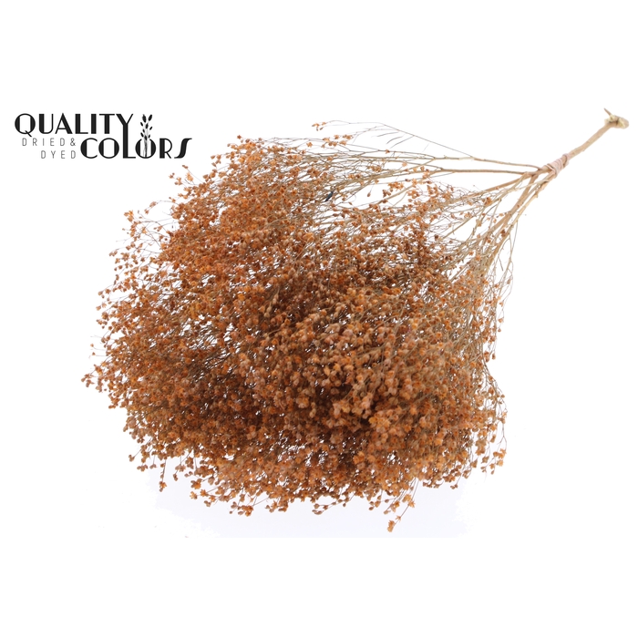 <h4>Broom Bloom p/bunch in poly Frosted Salmon</h4>