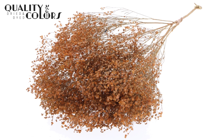 Broom Bloom p/bunch in poly Frosted Salmon