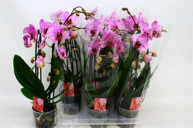 <h4>PHAL CASCADE PINK 2 TAK</h4>