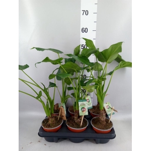 Alocasia cucullata