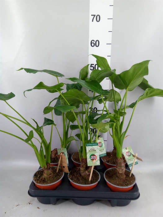 <h4>Alocasia cucullata</h4>