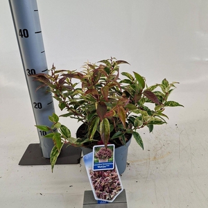 Leucothoe Makijaz