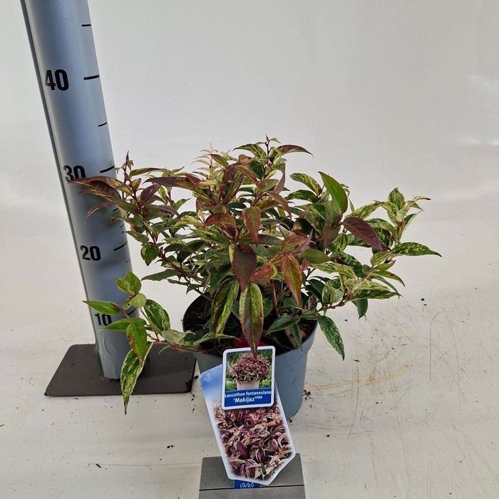 <h4>Leucothoe Makijaz</h4>