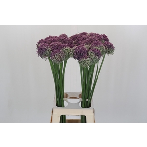 Allium Misses Bouquet