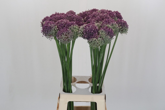 <h4>Allium Misses Bouquet</h4>