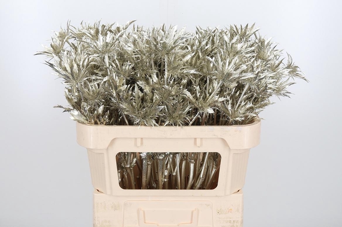 <h4>Eryn Orion Kl Bh Platina</h4>