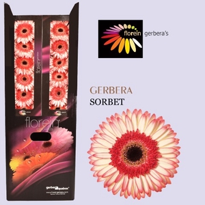 Gerbera Sorbet Aquabox