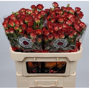 R TR CHOCOLA BUBBLES