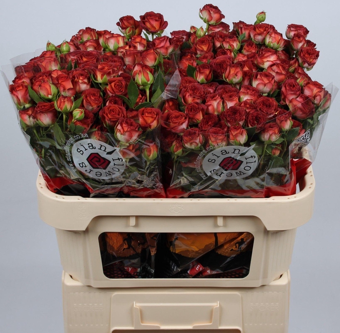 <h4>R TR CHOCOLA BUBBLES</h4>