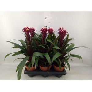 Guzmania  'Francesca'