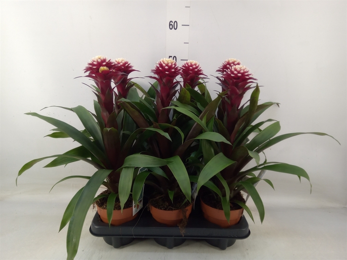 <h4>Guzmania  'Francesca'</h4>