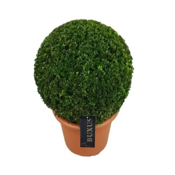 <h4>Buxus sempervirens Bol    p30 (t)  40-45 ©</h4>