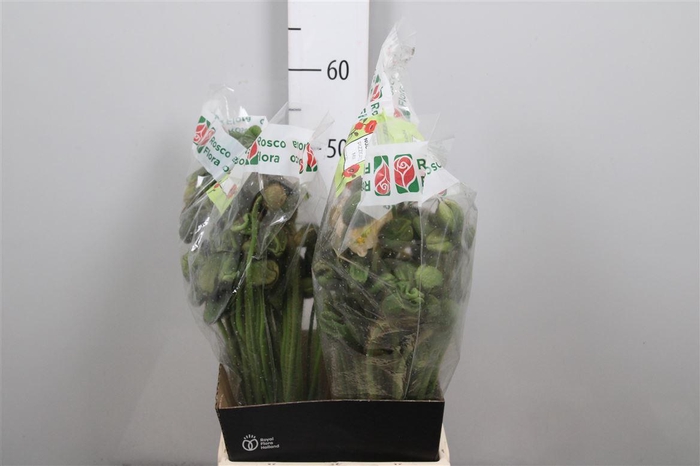 <h4>Papa Or Pizzicato</h4>