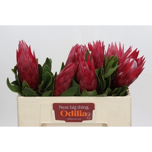 Protea Cynaroides Madiba