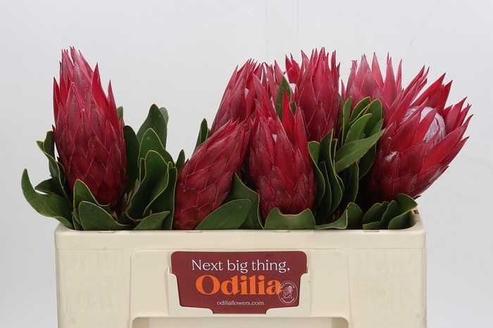 <h4>Protea Cynaroides Madiba</h4>
