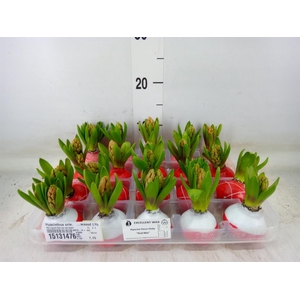 Hyacinthus orie.   ...waxed L%