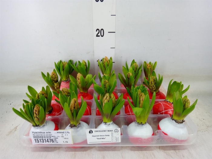 <h4>Hyacinthus orie.   ...waxed L%</h4>