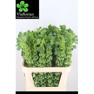 MOLUCCELLA STUK