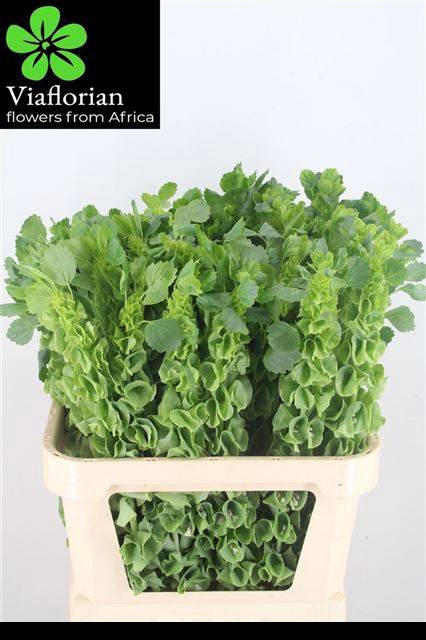 <h4>MOLUCCELLA STUK</h4>