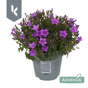 Campanula Ambella Intens Purple