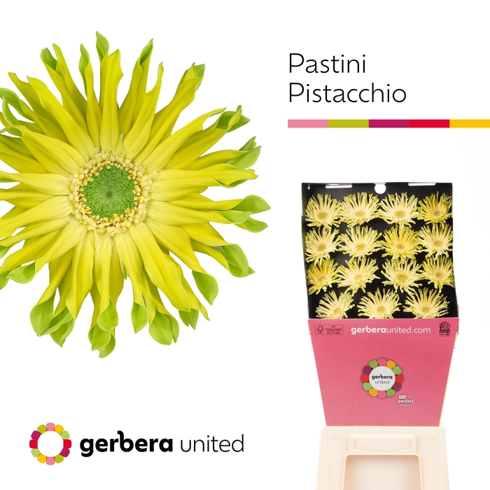 <h4>Gerbera Pastini Pistacchio Diamond</h4>