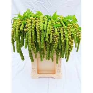 Amaranthus Ca Cycloop Green