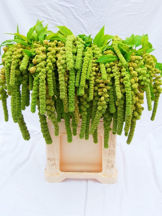 <h4>Amaranthus Ca Cycloop Green</h4>