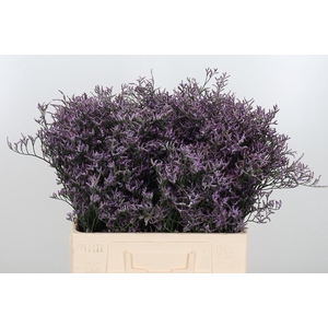 Limon Safora Lilac