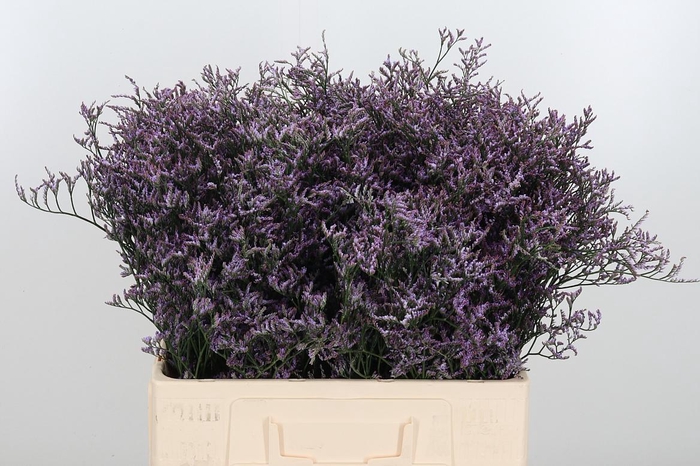 <h4>Limon Safora Lilac</h4>