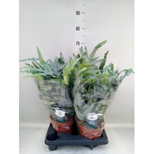 Phlebodium aureum 'Blue Star'