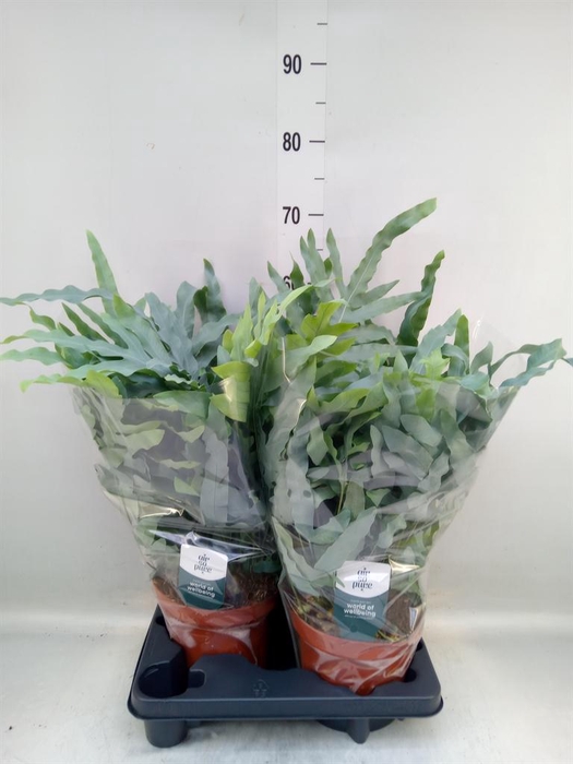 <h4>Phlebodium aureum 'Blue Star'</h4>