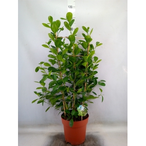 Ficus microcarpa 'Moclame'